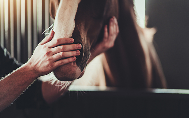 cradling a horse face